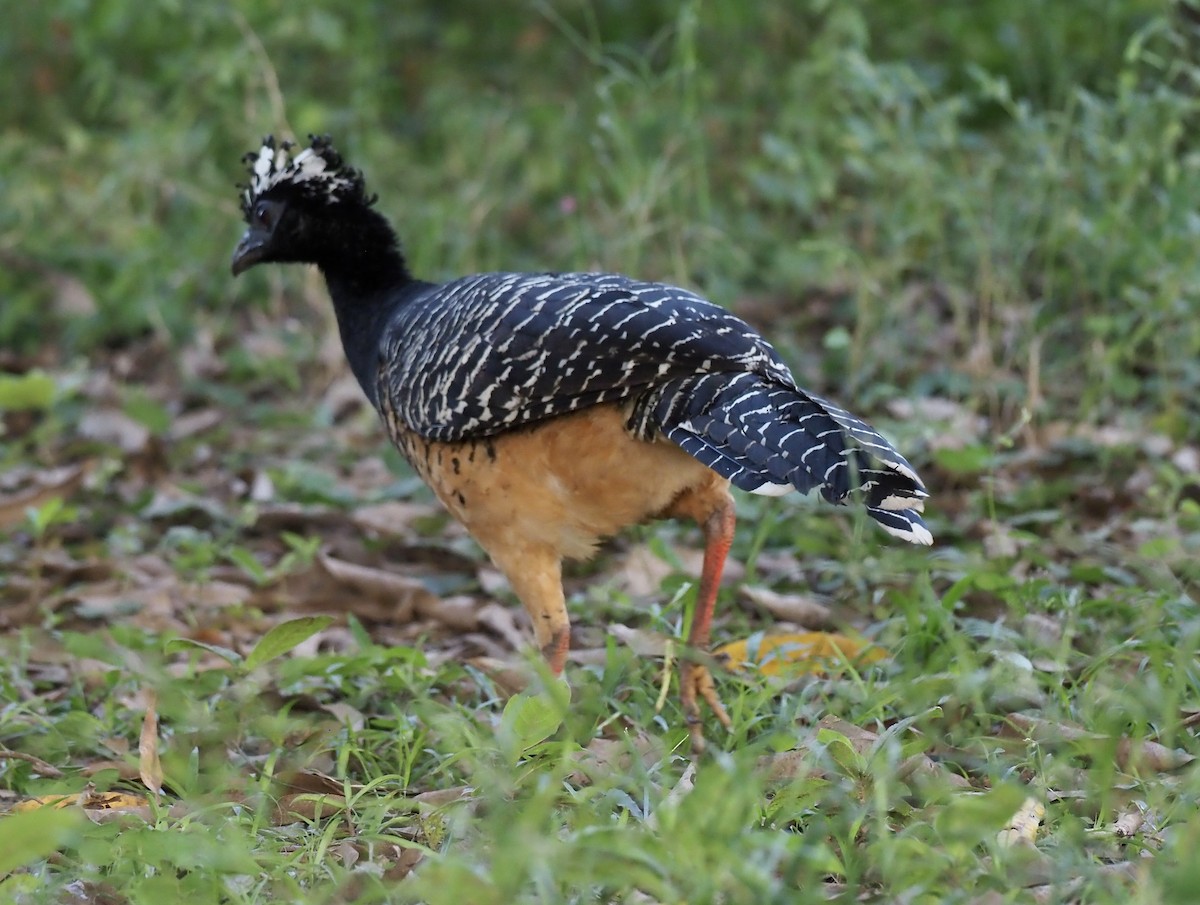 Bare-faced Curassow - ML637898751