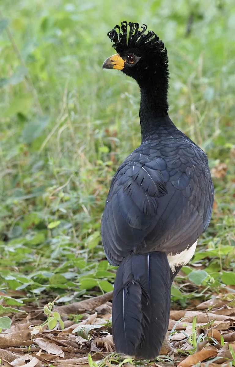 Bare-faced Curassow - ML637898757