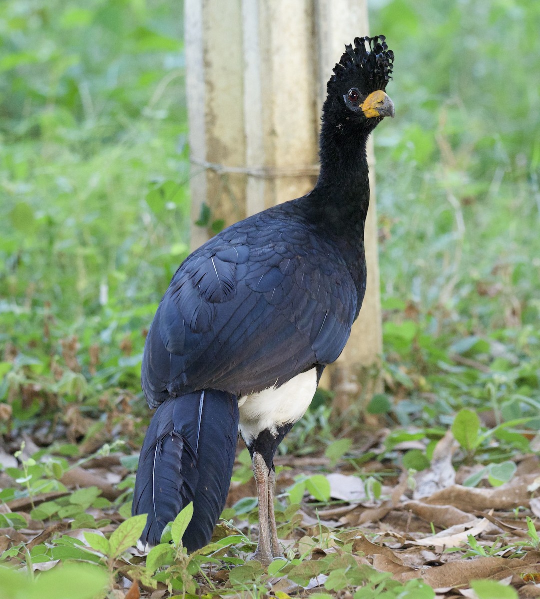 Bare-faced Curassow - ML637898763