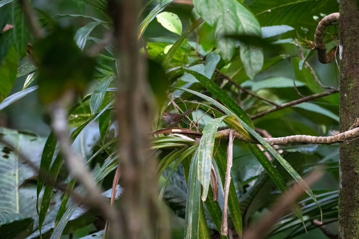 Fiji Bush Warbler - ML637898782