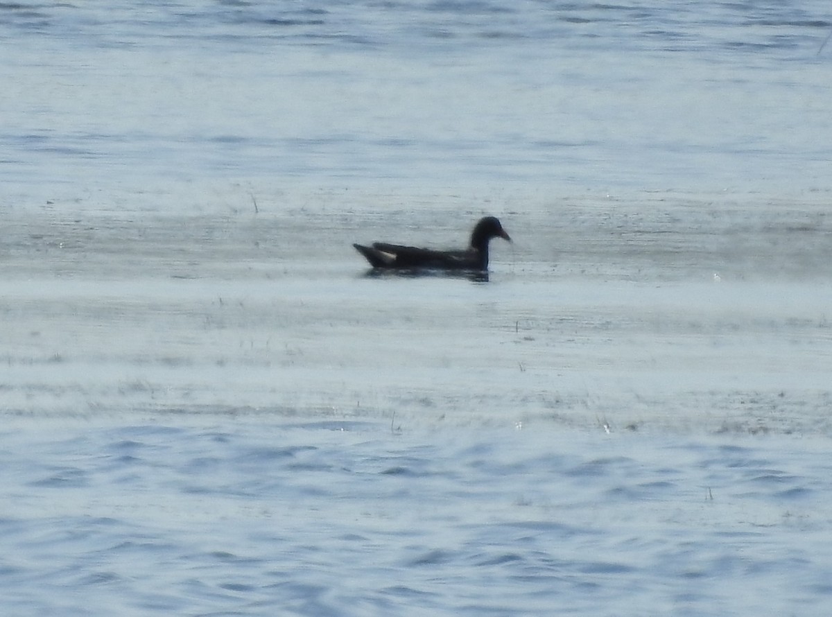 Common Gallinule - ML637898783