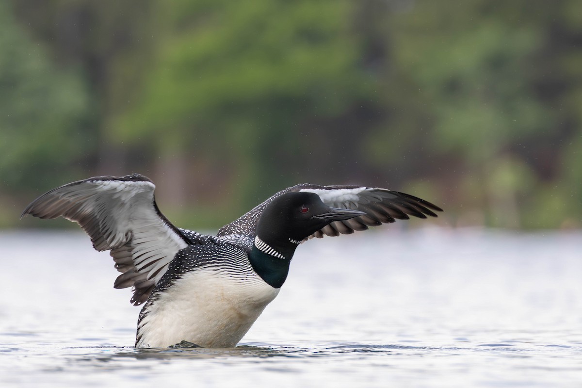Common Loon - ML637898788