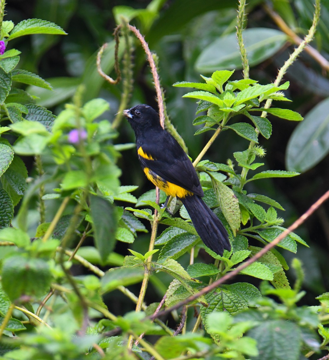 Black-cowled Oriole - ML637898800