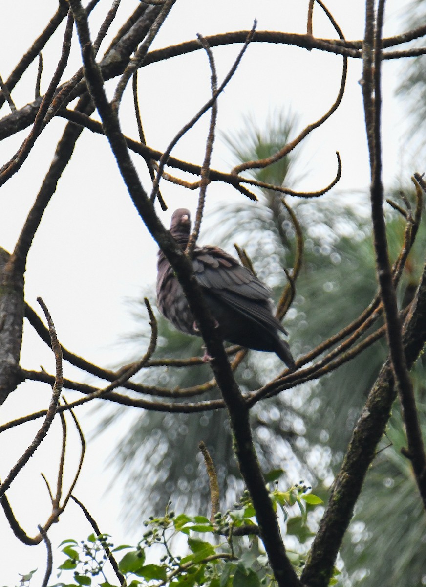 Red-billed Pigeon - ML637898804