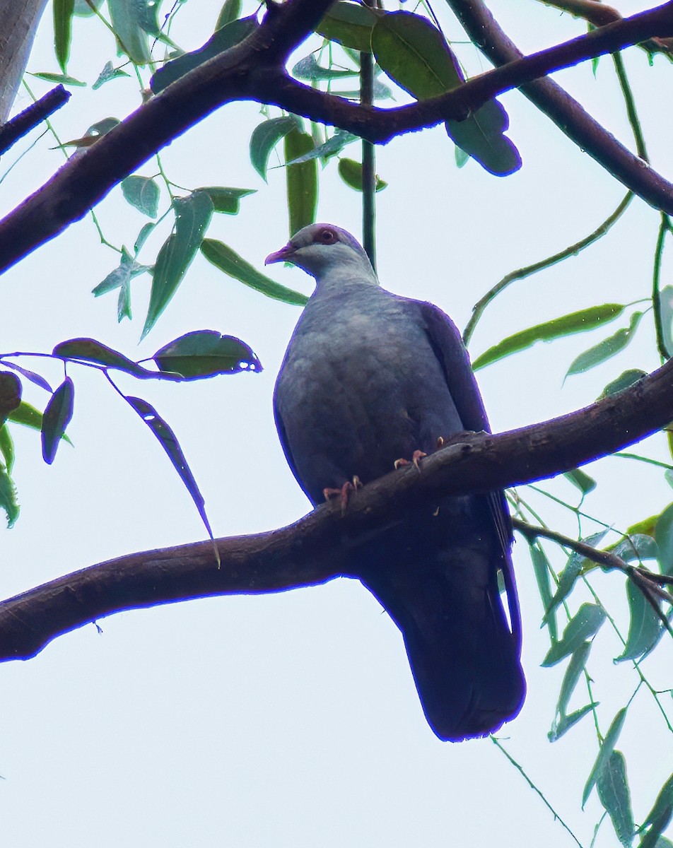 White-headed Pigeon - ML637898814