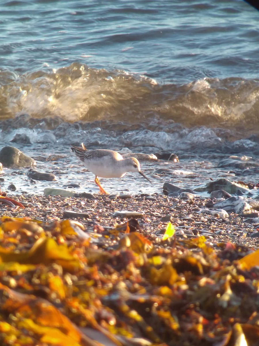 Wilson's Phalarope - ML637898841