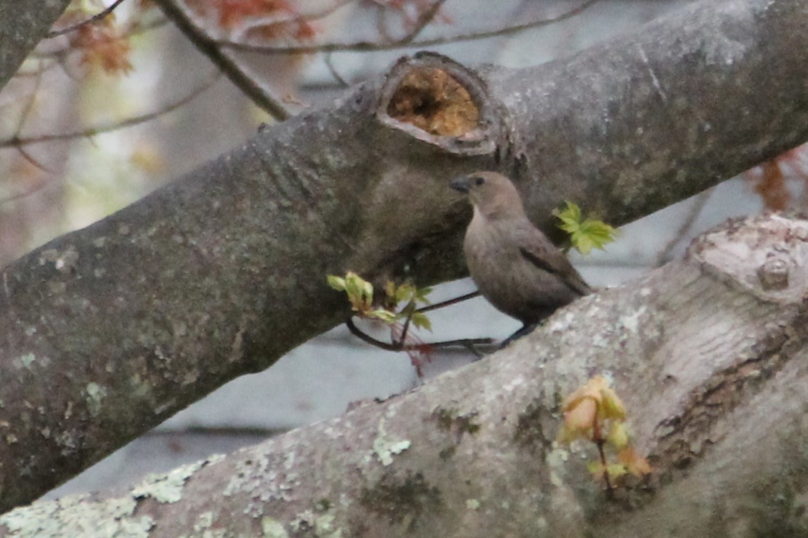 Brown-headed Cowbird - ML637898848