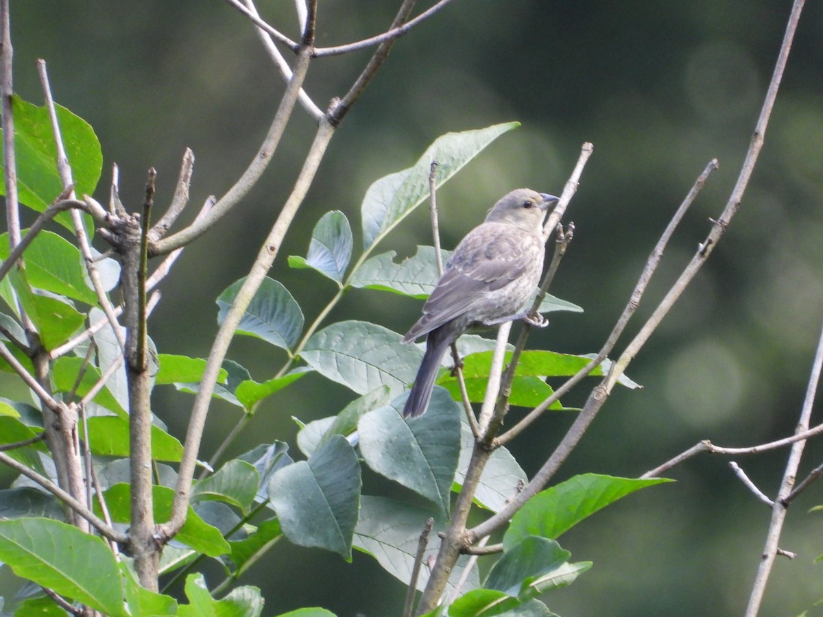 Brown-headed Cowbird - ML637898874