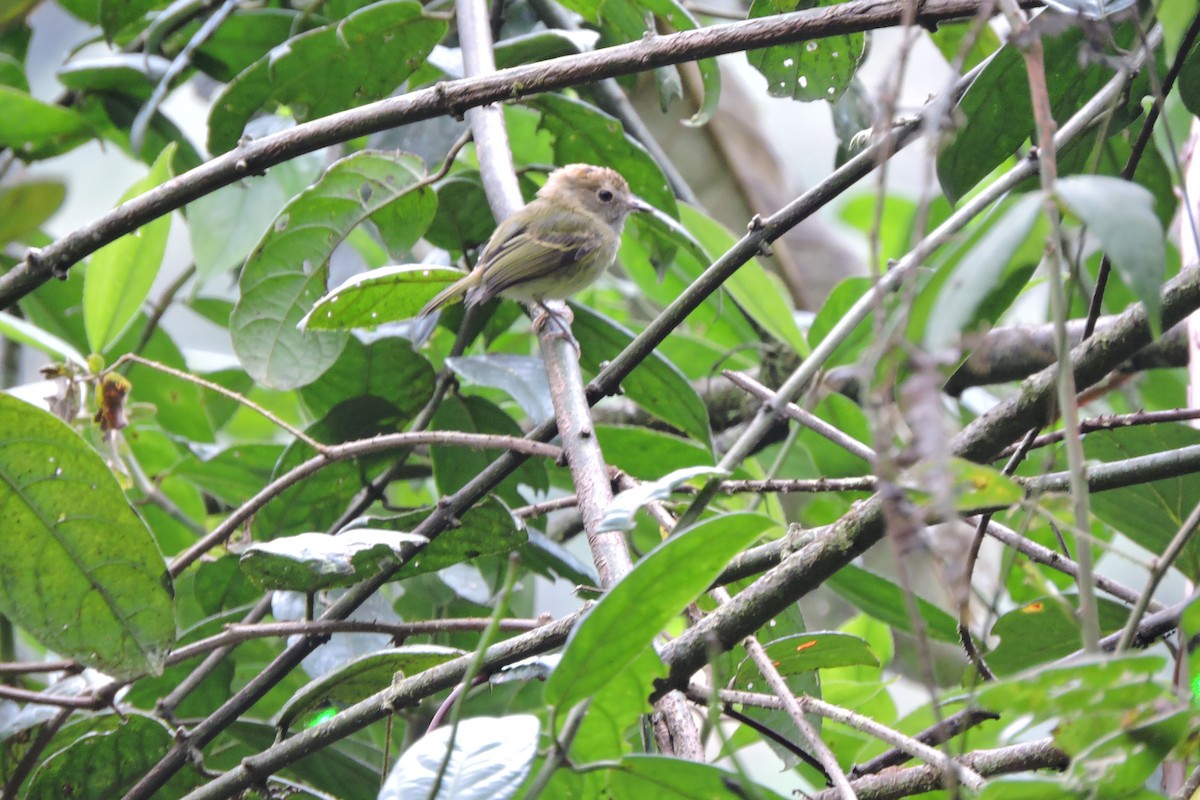 Scale-crested Pygmy-Tyrant - ML637898883
