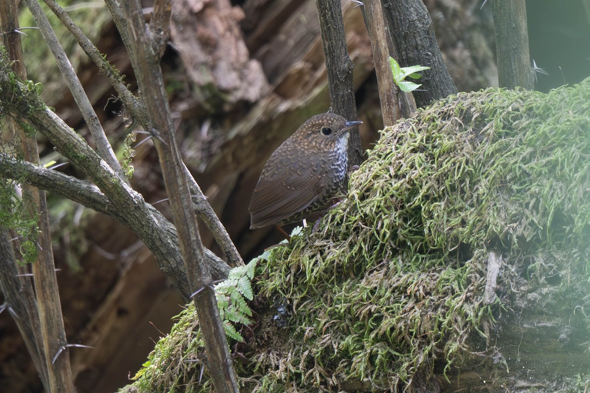 Scaly-breasted Cupwing (Himalayan) - ML637898898