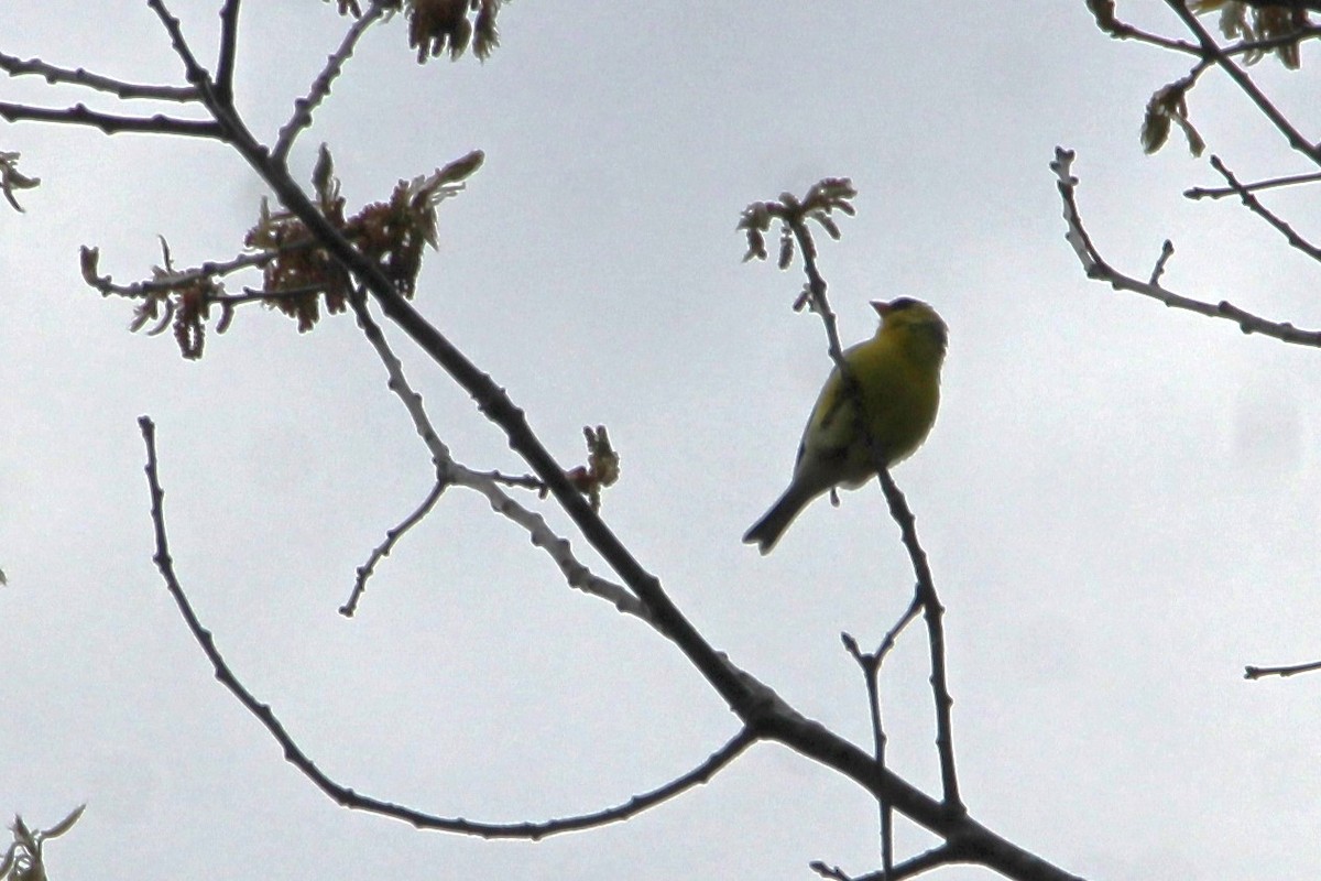 American Goldfinch - ML637898899