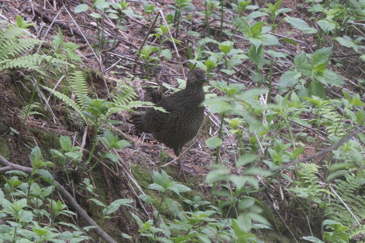 Western Tragopan - ML637898904