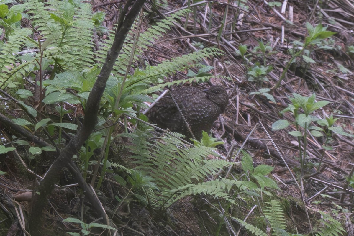 Western Tragopan - ML637898905