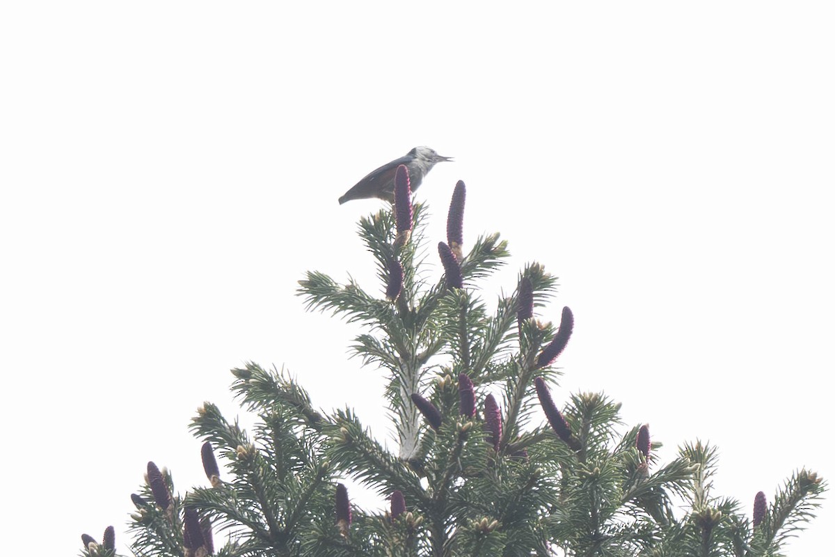 White-cheeked Nuthatch - ML637898919