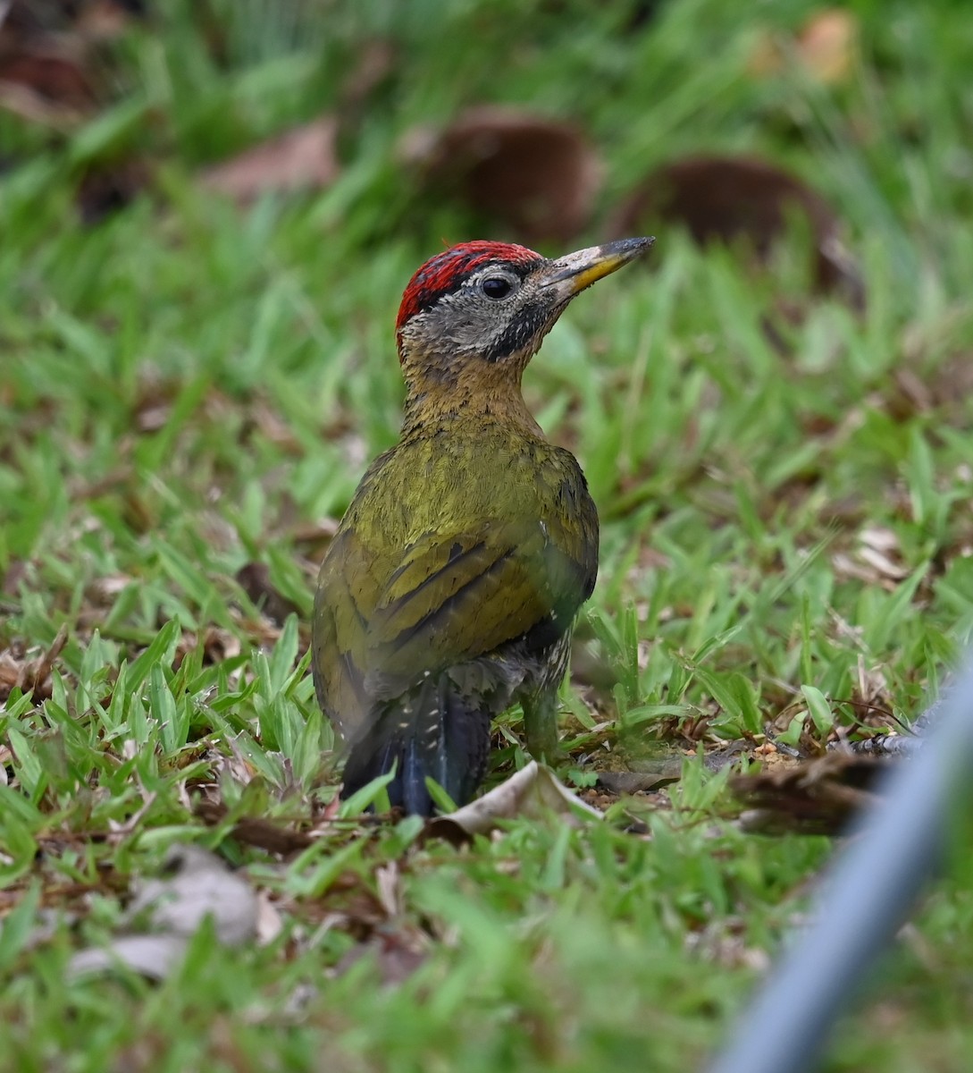 Laced Woodpecker - ML637898944