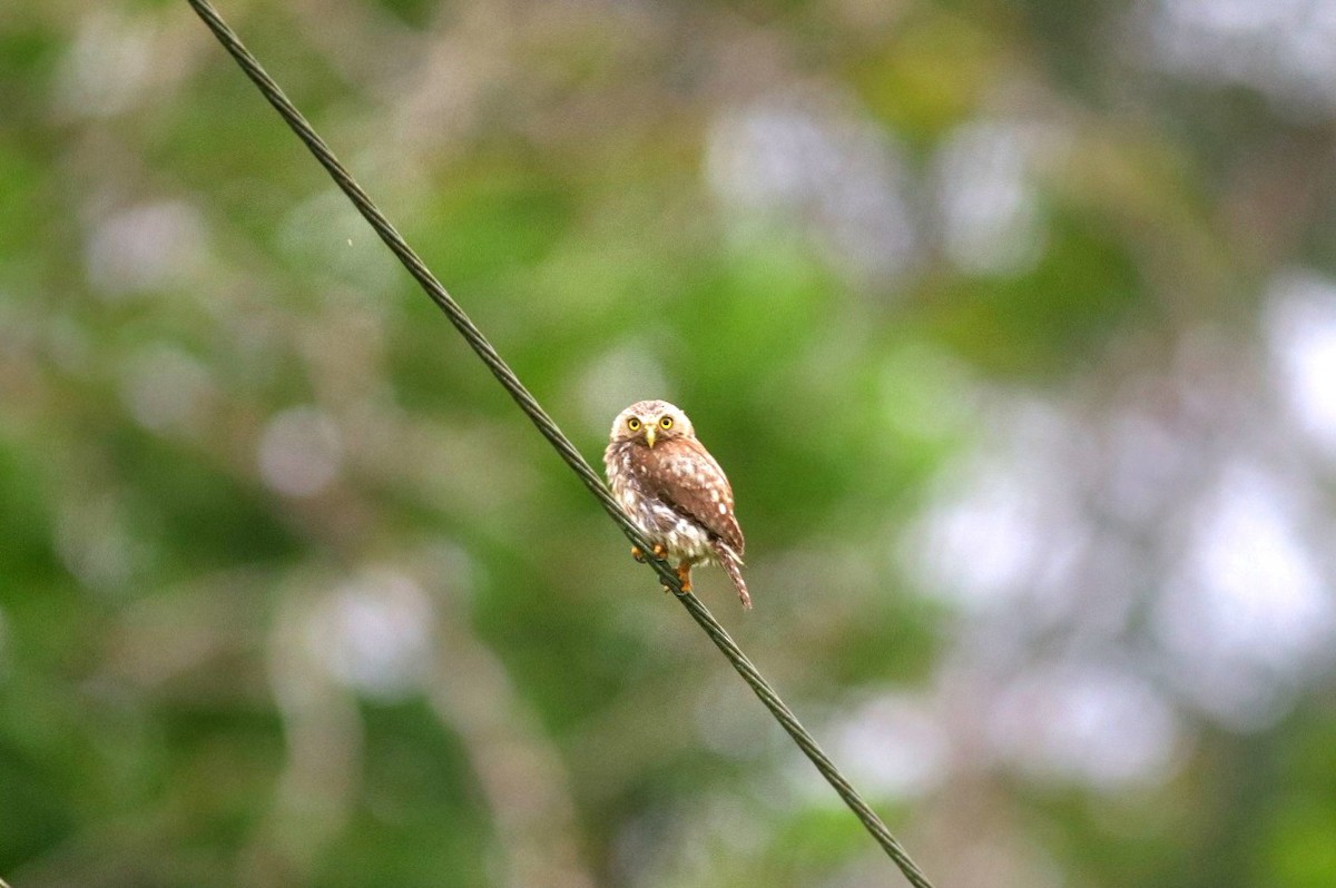 Ferruginous Pygmy-Owl - ML637898955
