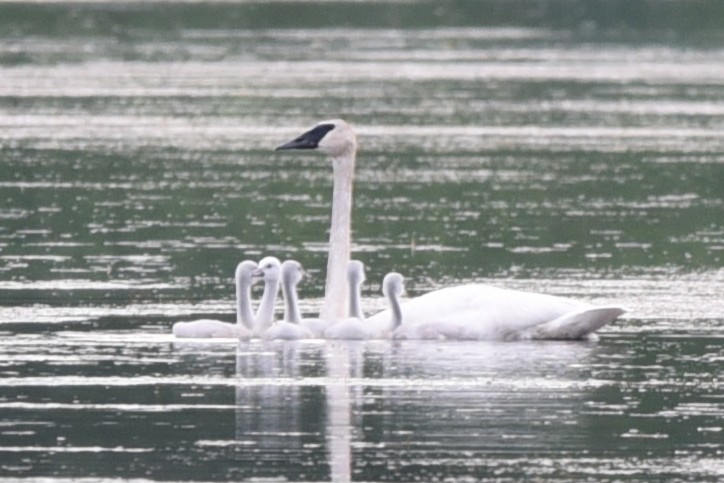 Trumpeter Swan - ML637898987