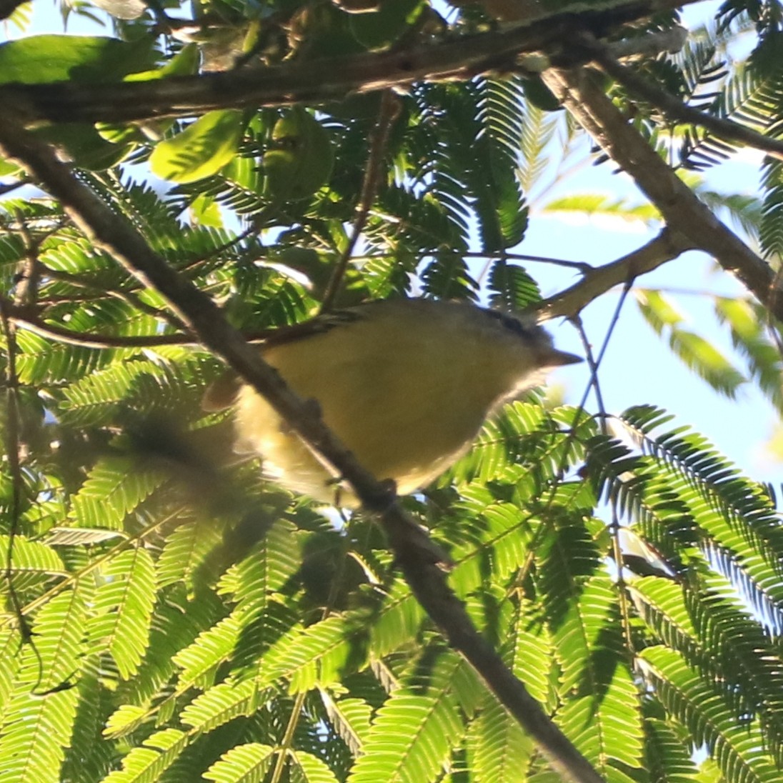 Rufous-margined Antwren - ML637898988
