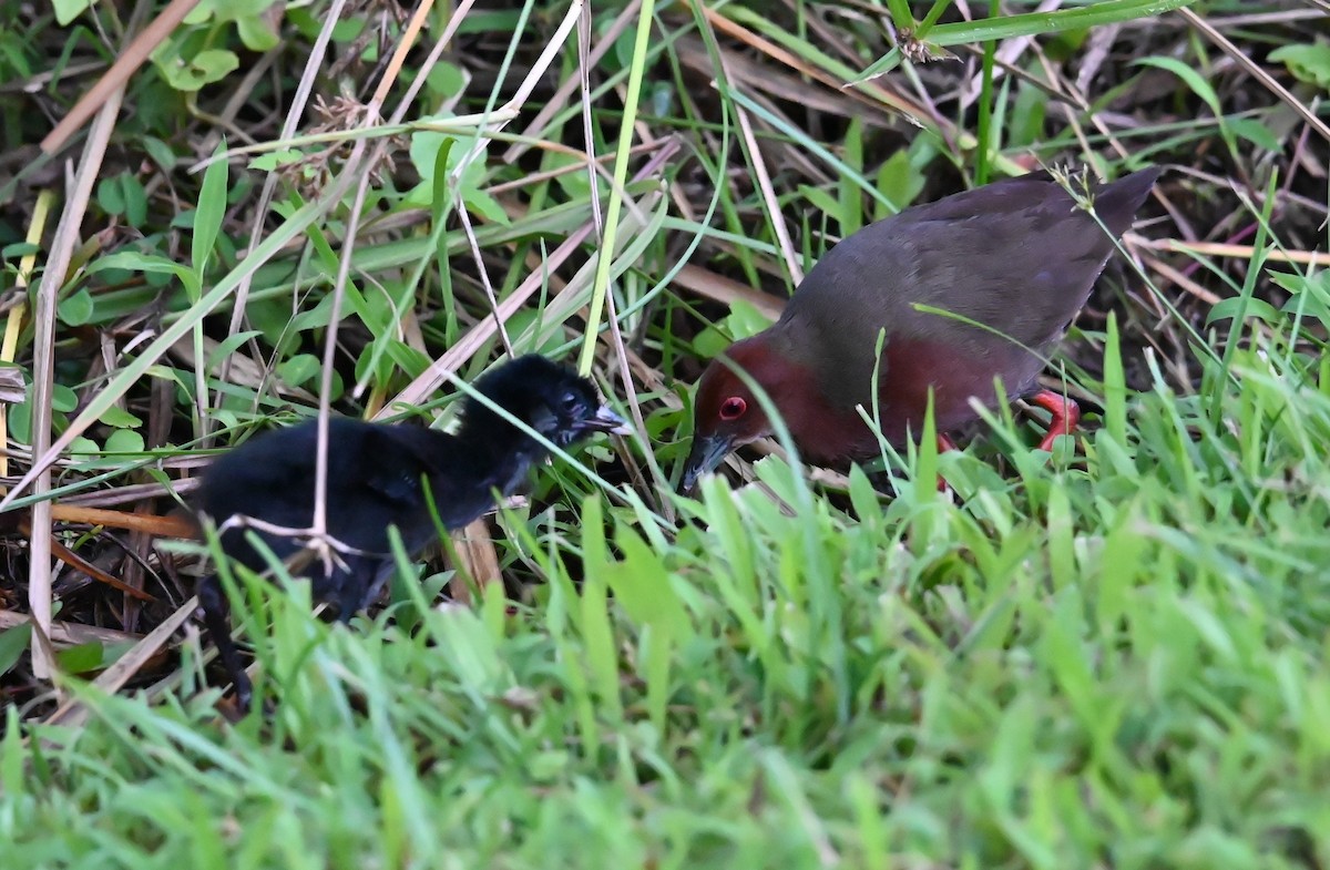 Ruddy-breasted Crake - ML637899001