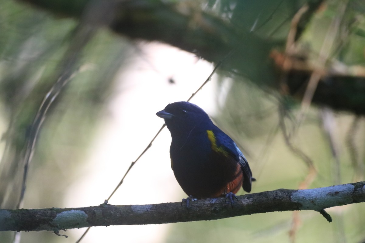 Chestnut-bellied Euphonia - ML637899002