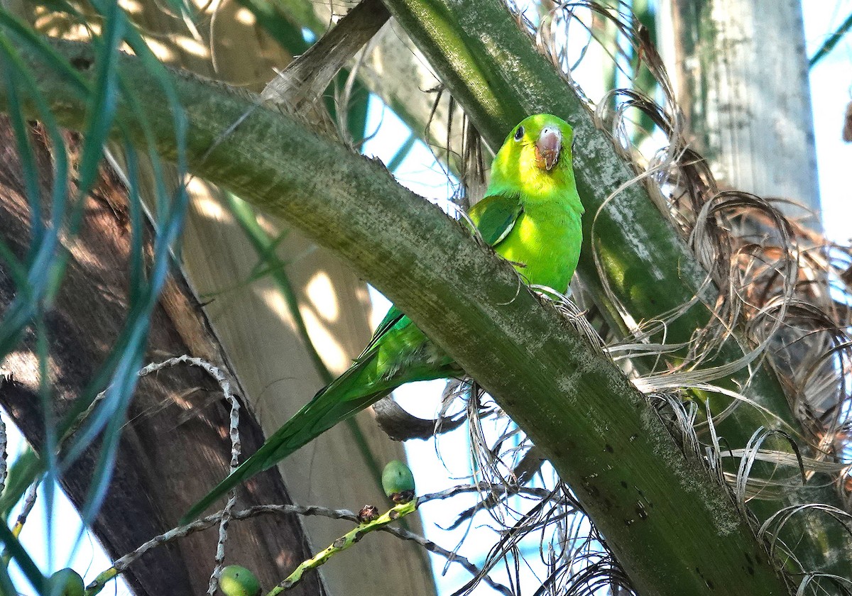 Plain Parakeet - ML637899003