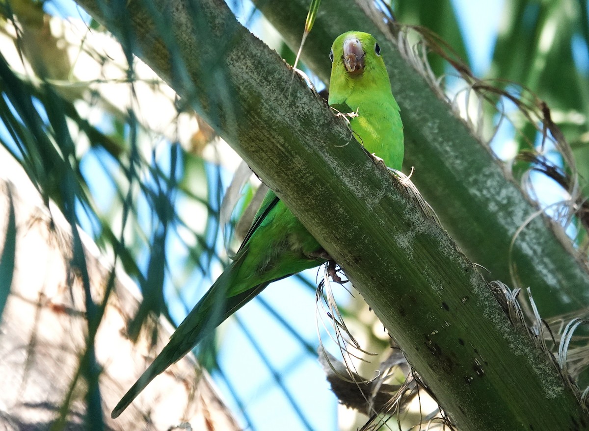 Plain Parakeet - ML637899004