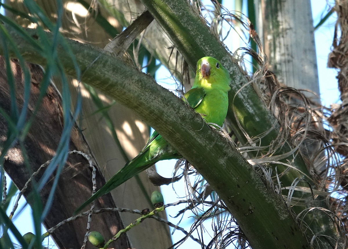 Plain Parakeet - ML637899005
