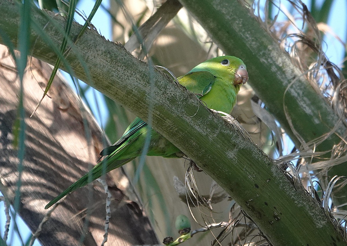 Plain Parakeet - ML637899006