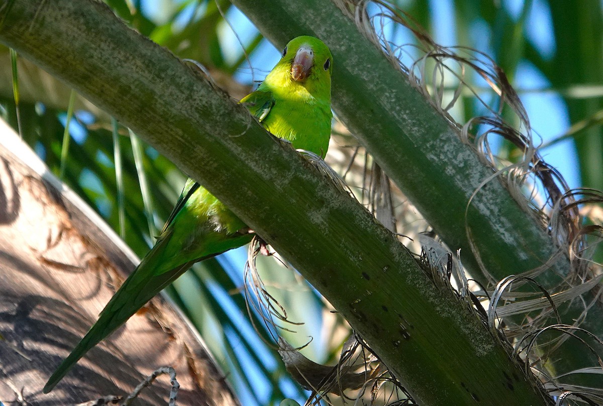 Plain Parakeet - ML637899007