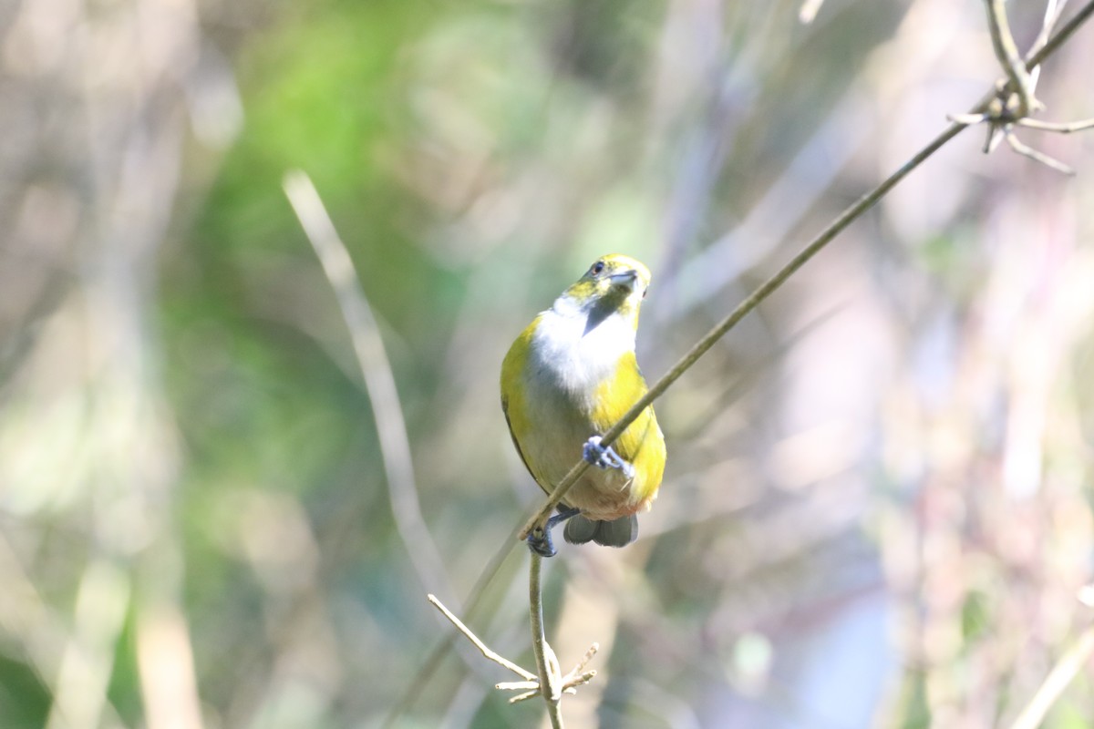 Chestnut-bellied Euphonia - ML637899010