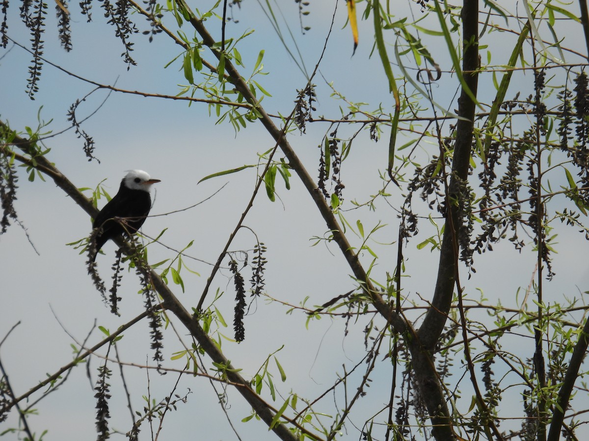 White-headed Marsh Tyrant - ML637899011