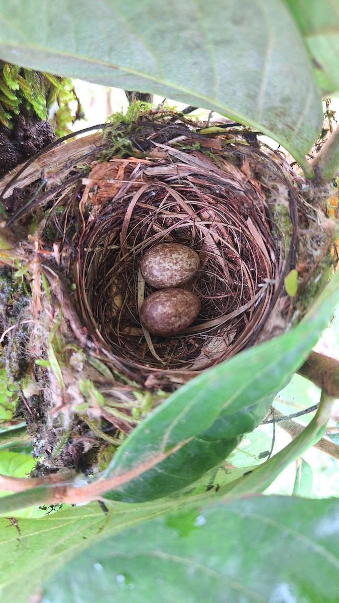 Blue-gray Tanager - ML637899012