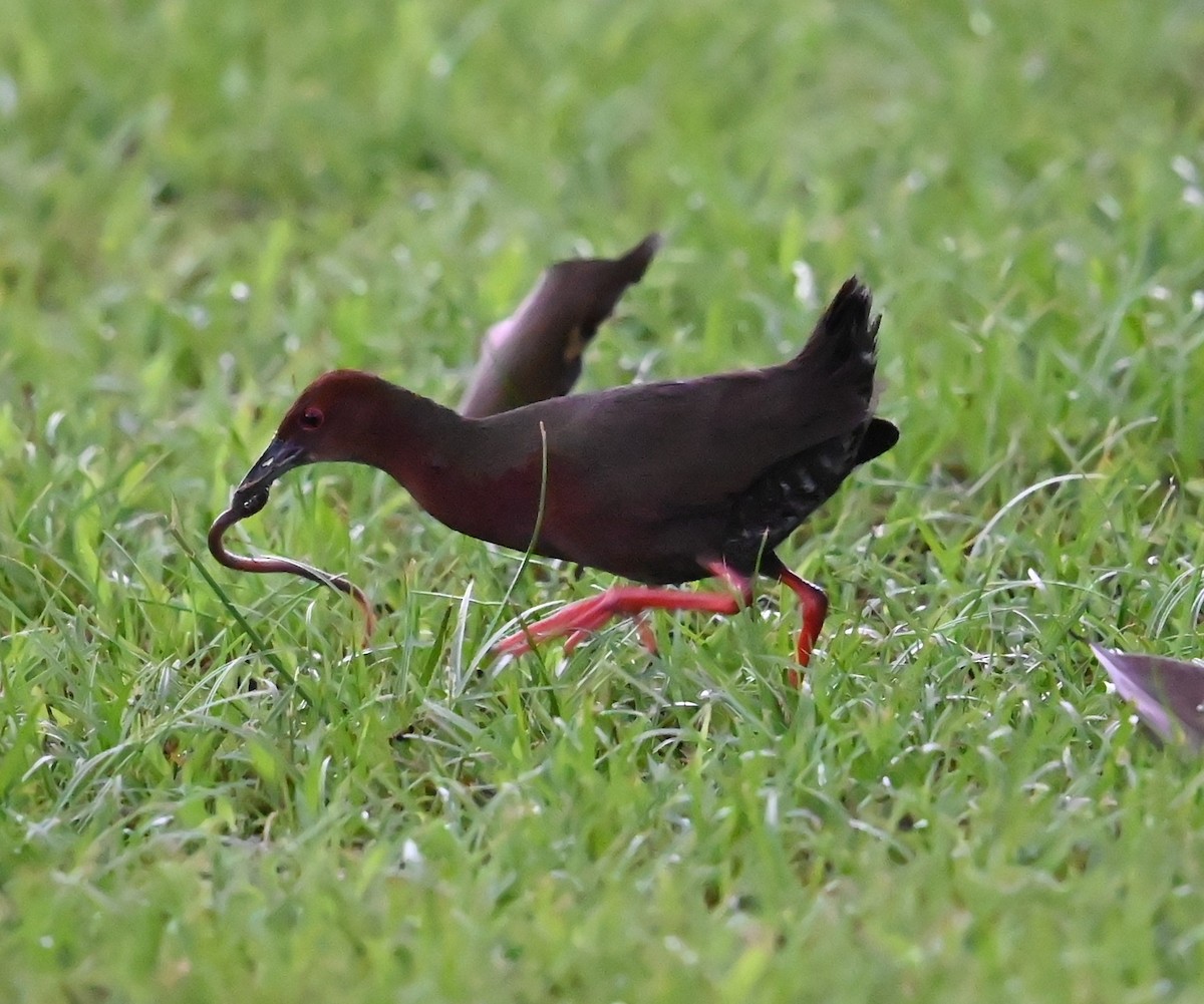 Ruddy-breasted Crake - ML637899016