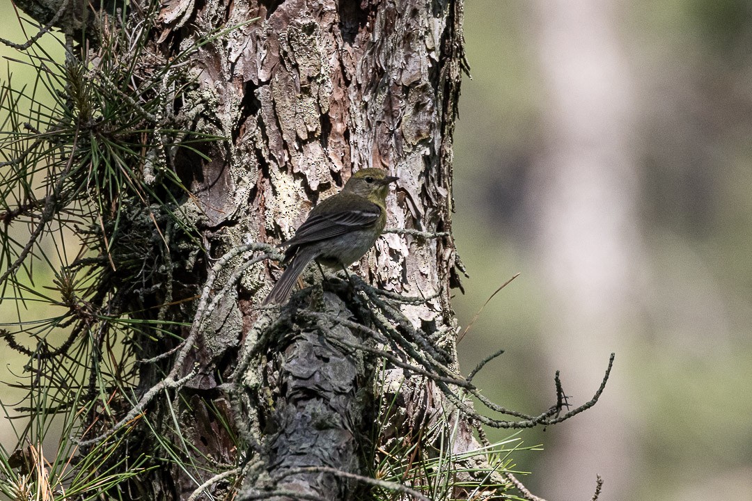 Pine Warbler - ML637899052