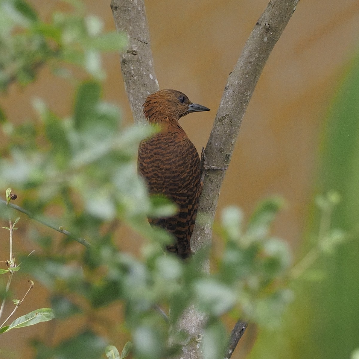 Rufous Woodpecker - ML637899081