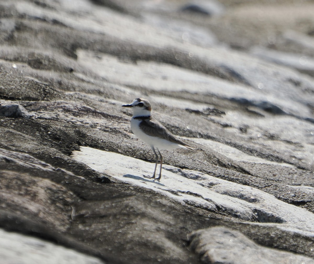 Malaysian Plover - ML637899093