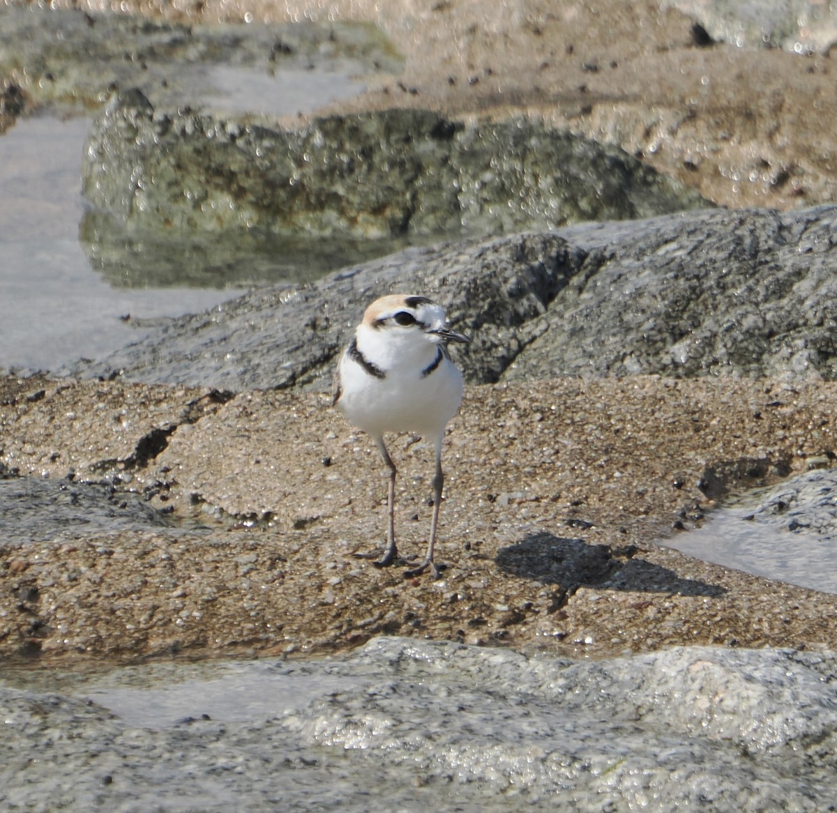 Malaysian Plover - ML637899094