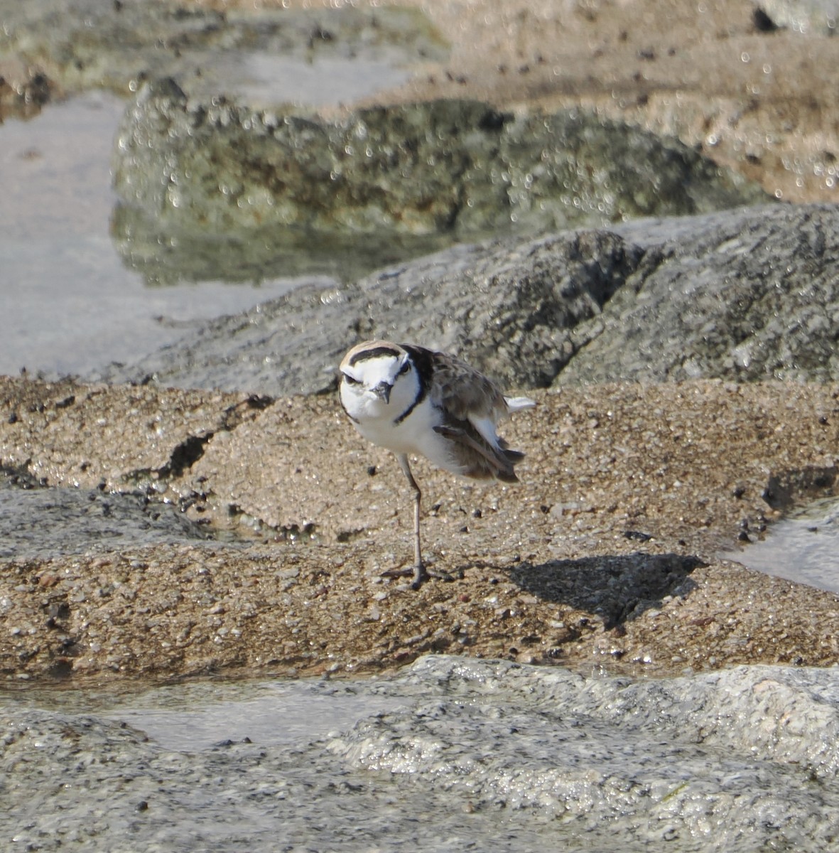 Malaysian Plover - ML637899095