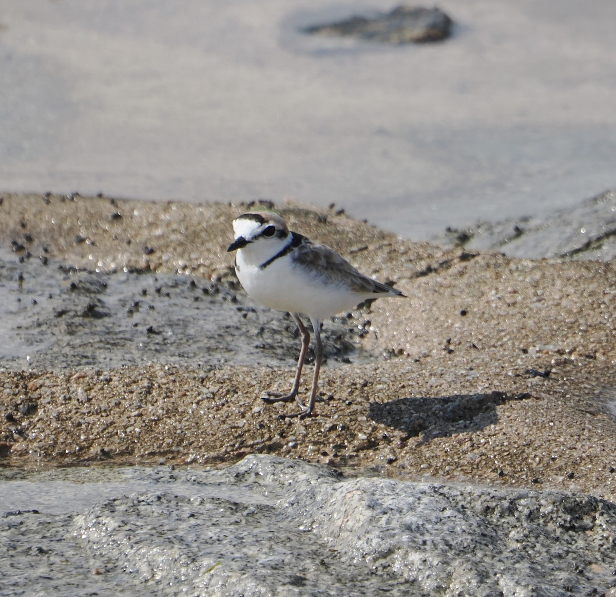 Malaysian Plover - ML637899096