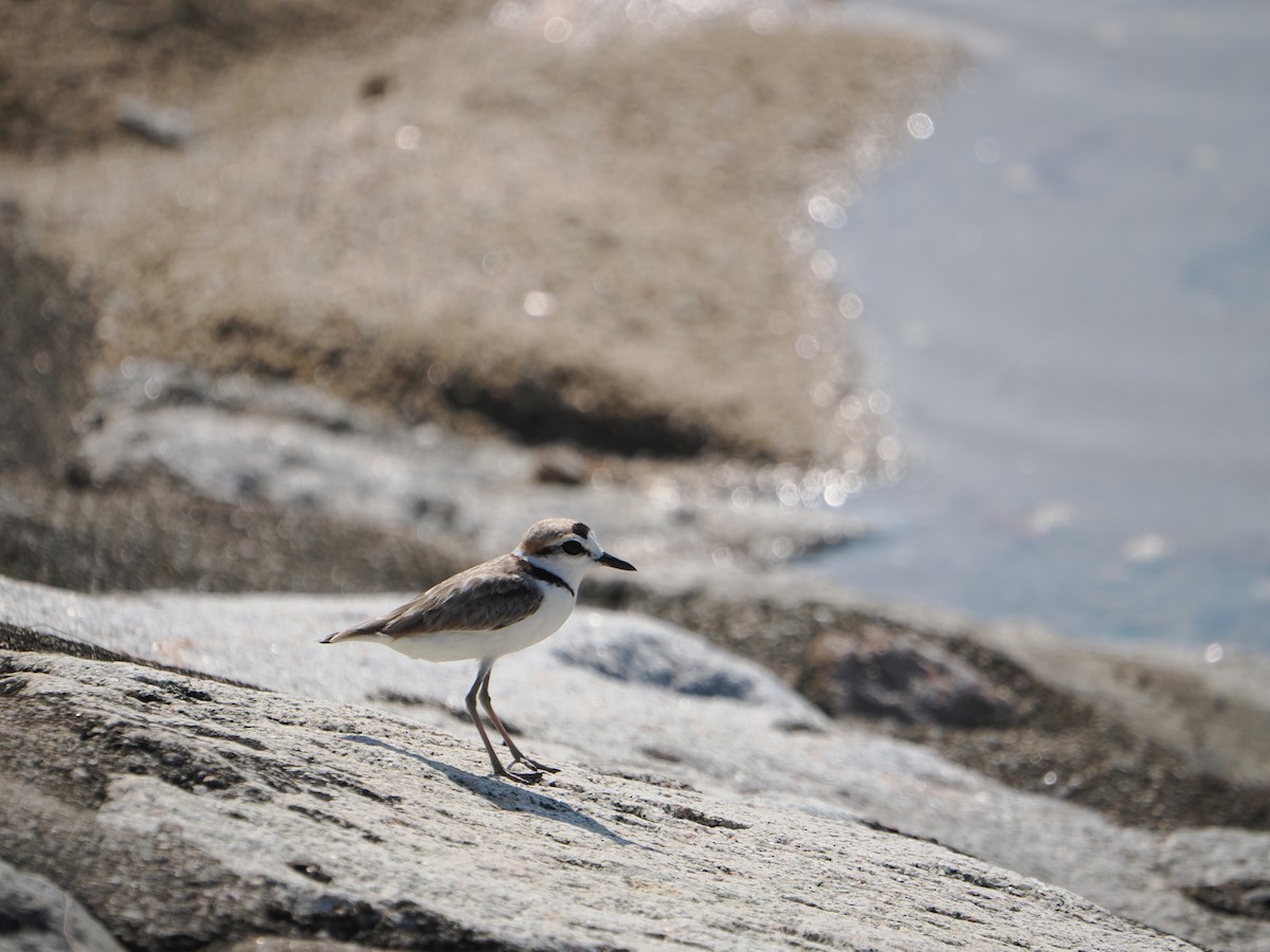 Malaysian Plover - ML637899097