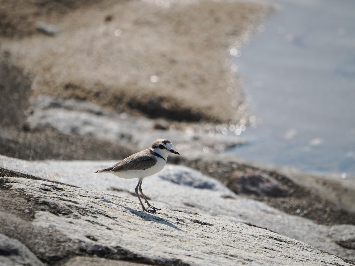 Malaysian Plover - ML637899098