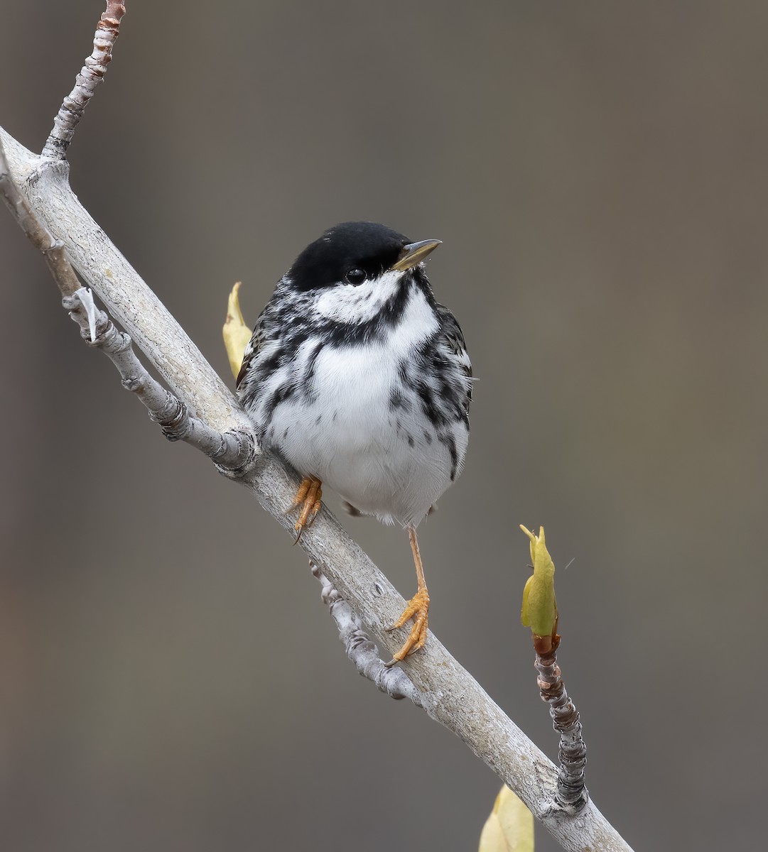 Blackpoll Warbler - ML637899138