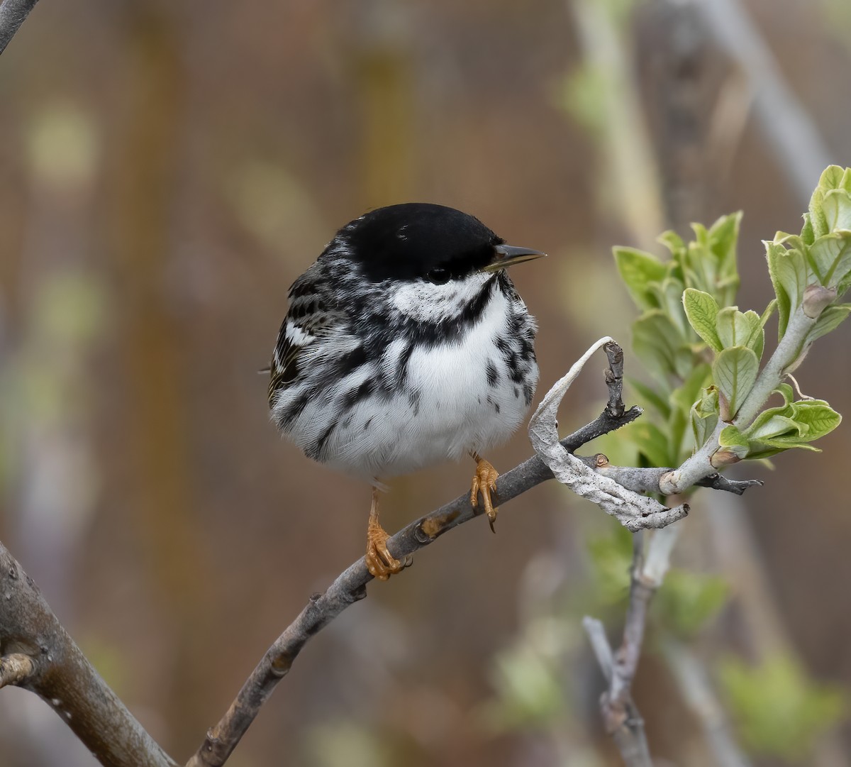 Blackpoll Warbler - ML637899139
