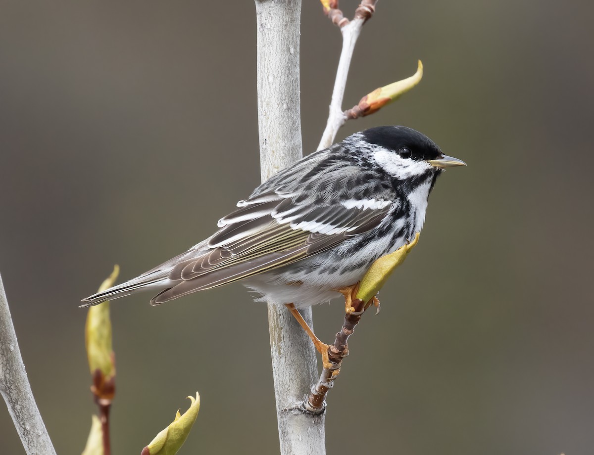 Blackpoll Warbler - ML637899140