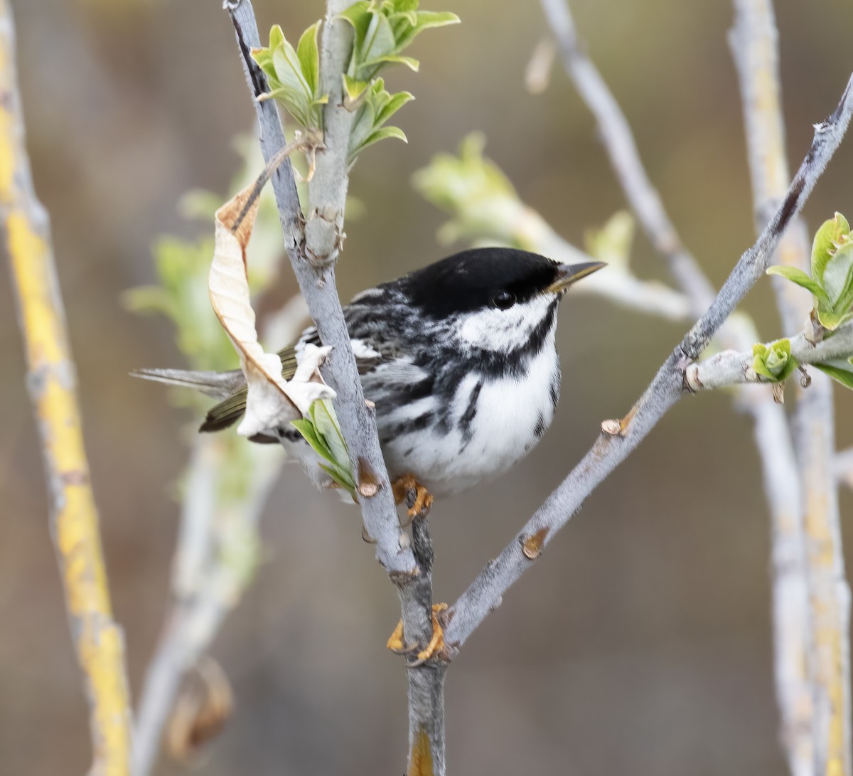 Blackpoll Warbler - ML637899142
