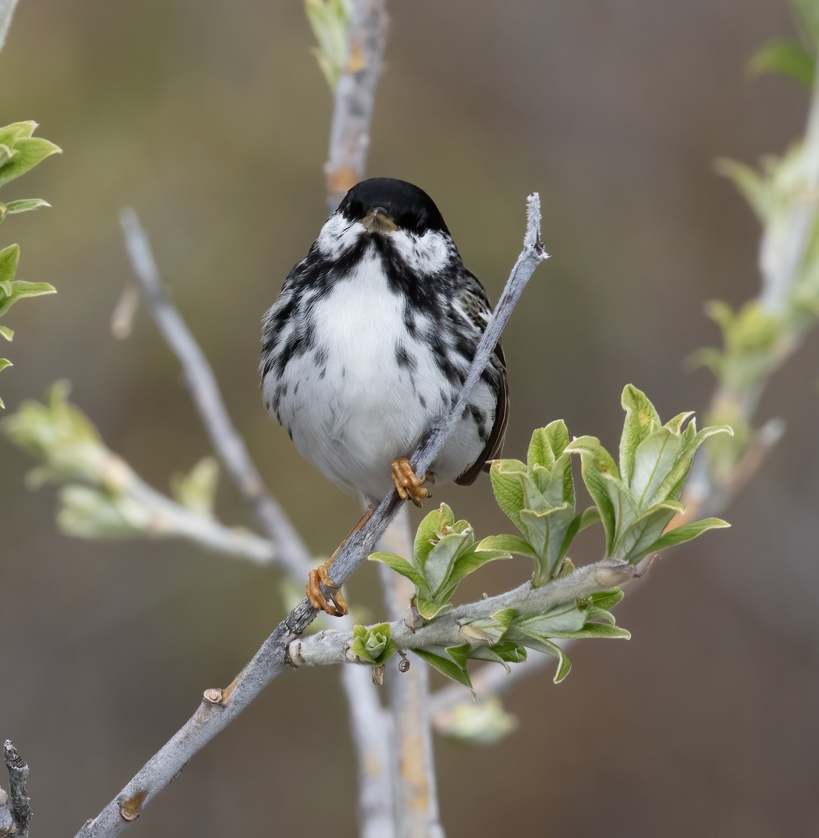 Blackpoll Warbler - ML637899143