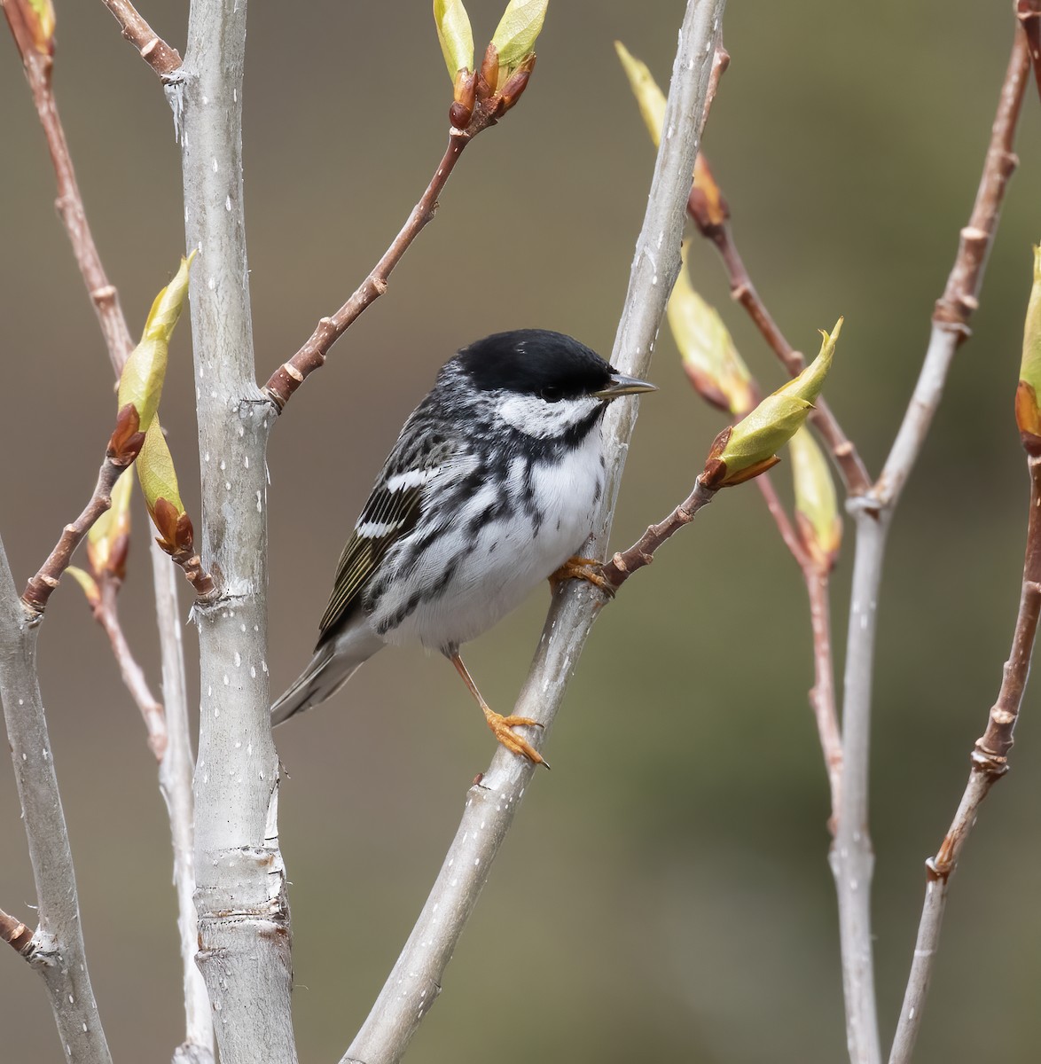 Blackpoll Warbler - ML637899144