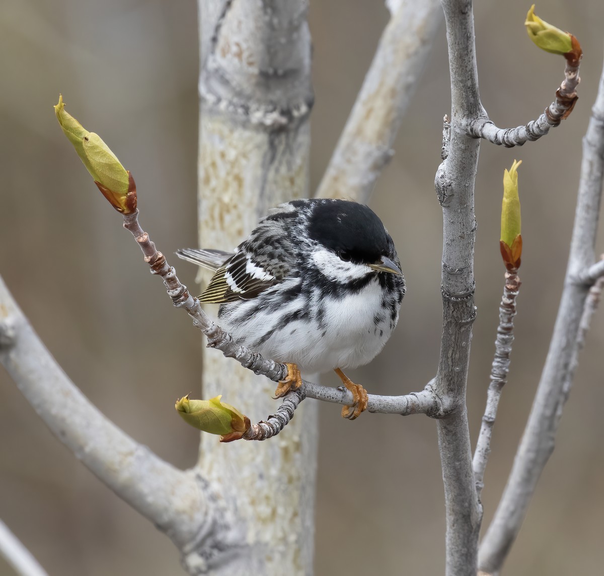 Blackpoll Warbler - ML637899145