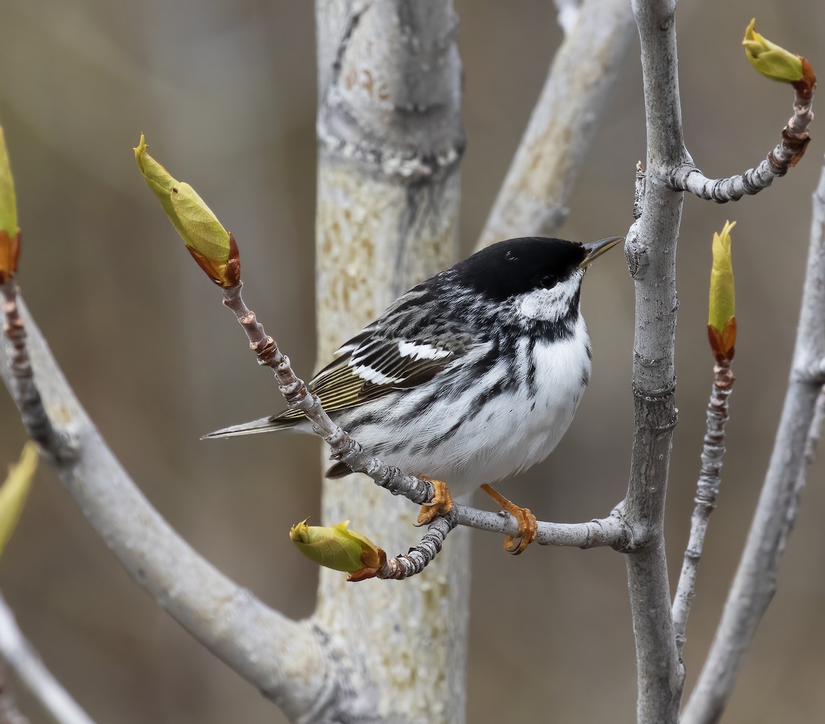 Blackpoll Warbler - ML637899146