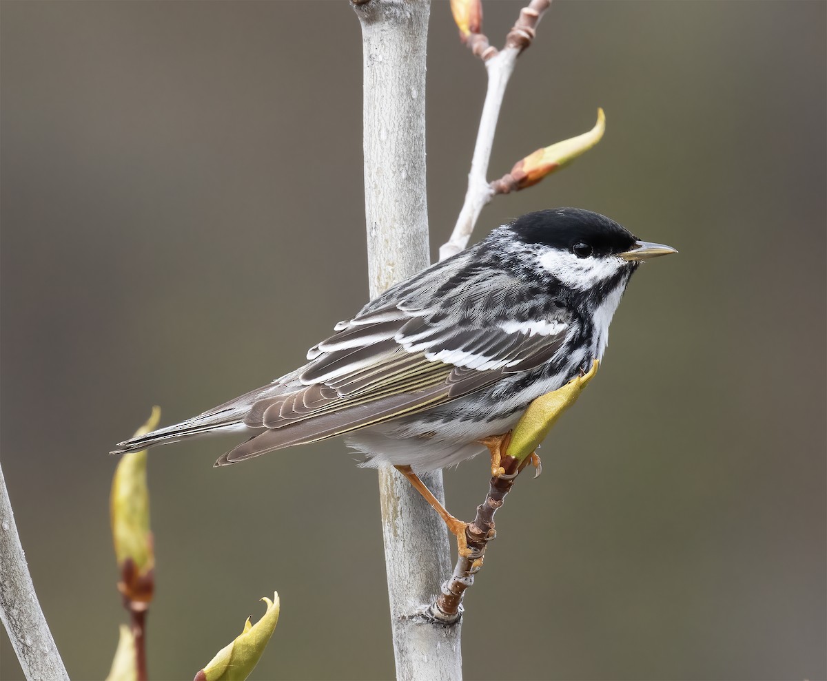 Blackpoll Warbler - ML637899147